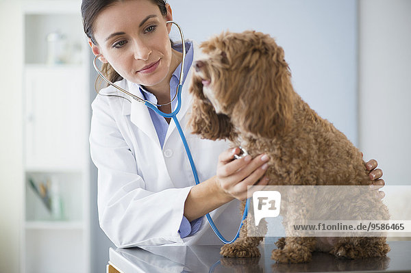 Caucasian veterinarian checking heartbeat of dog