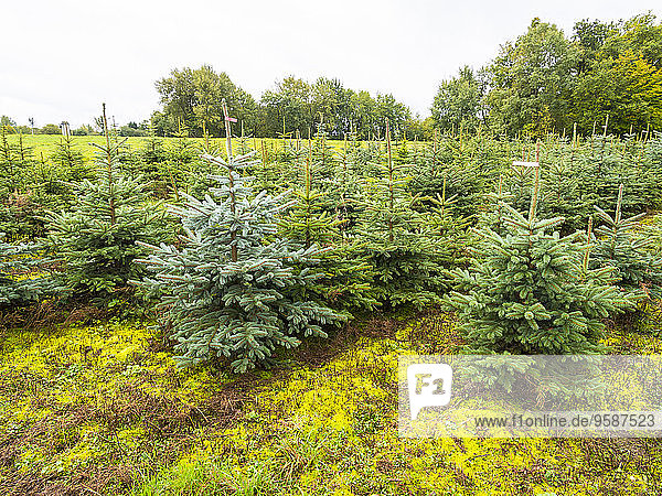 Deutschland  Hessen  Weihnachtsbaumpflanzung