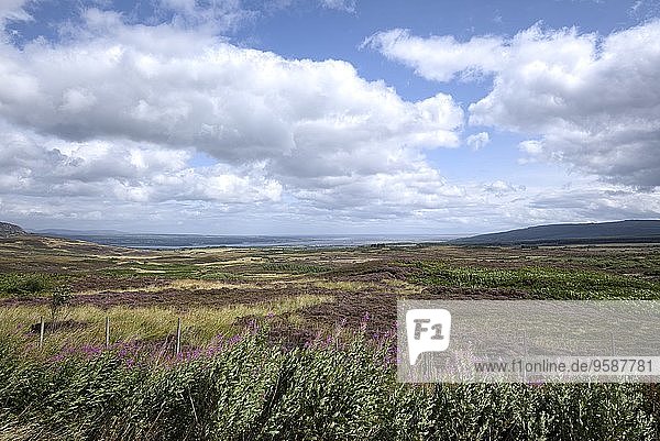 UK  Schottland  Blick über die Heidelandschaft nach Dornoch Firth