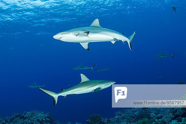 Oceania  Micronesia  Yap  Grey reef sharks  Carcharhinus amblyrhynchos  in blue water