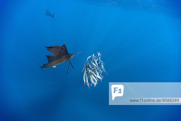 Mexiko  Yucatan  Isla Mujeres  Karibik  Indopazifischer Segelfisch  Istiophorus platypterus  Sardinenjagd  Sardina pilchardus