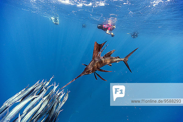 Mexiko  Yucatan  Isla Mujeres  Karibik  Indopazifischer Segelfisch  Istiophorus platypterus  Sardinenjagd  Sardina pilchardus  Taucher im Hintergrund