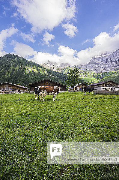 Österreich  Tirol  Karwendelgebirge  Großer Ahornboden  Engalm  Kühe