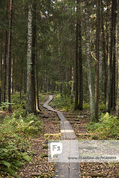 Waldweg  Helsinki  Finnland