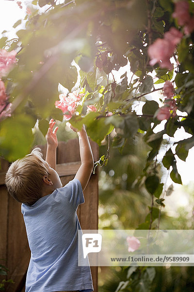 Young boy in garden  reaching up to touch flowers  rear view