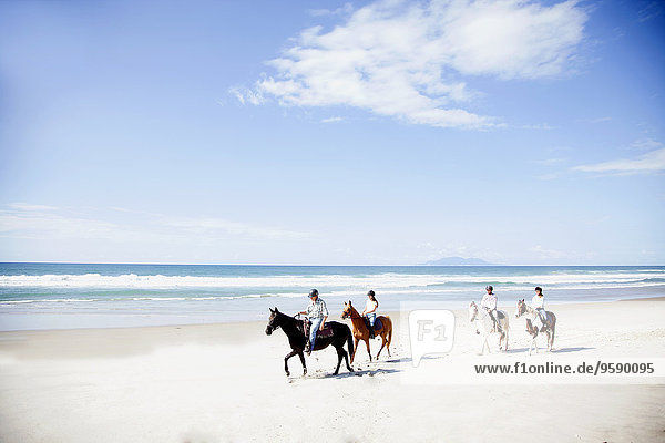 Horse riding  Pakiri Beach  Auckland  New Zealand