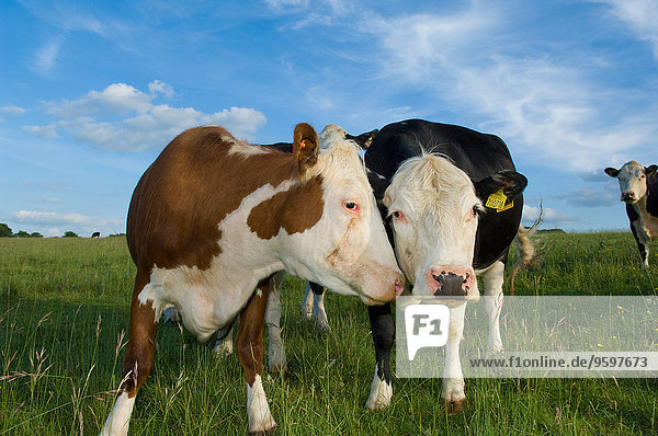 Porträt der Kühe im Feld