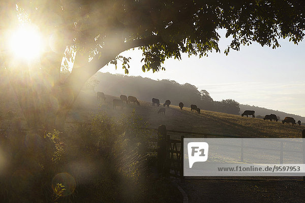 Herde von silhouettierten Kühen  die bei Sonnenaufgang am Hang grasen.