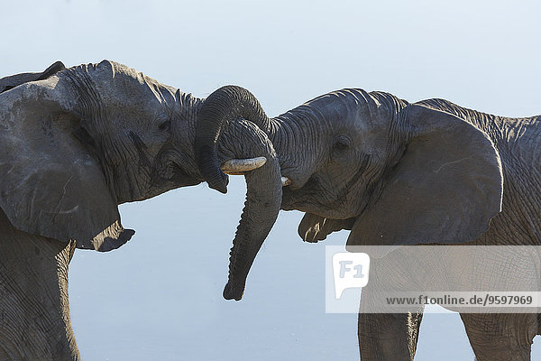 Zwei afrikanische Elefanten kämpfen,  Etosha Nationalpark,  Namibia