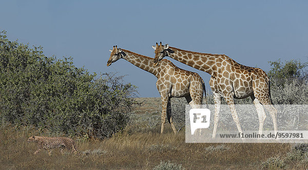 Geparden und Giraffen in der Ebene  Etosha Nationalpark  Namibia