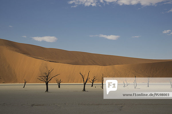 Tonpfanne mit fernen toten Bäumen und Sanddünen  Deaddvlei  Sossusvlei Nationalpark  Namibia