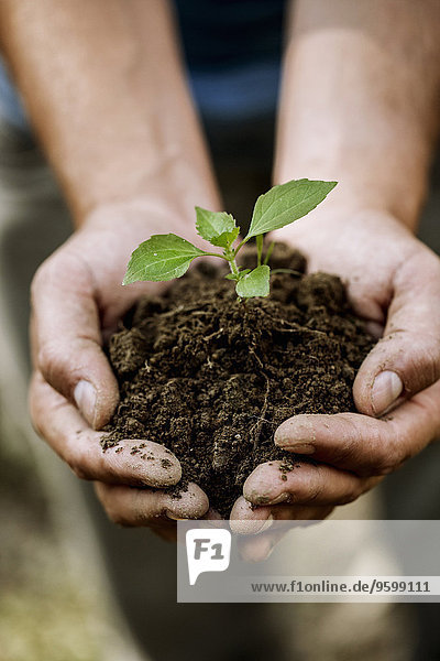 Close up of hand of young male farmer holding soil and seedling  Premosello  Verbania  Piemonte  Italy