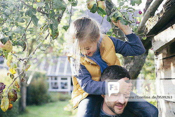 Tochter auf Vaters Schultern  Apfel vom Baum pflücken
