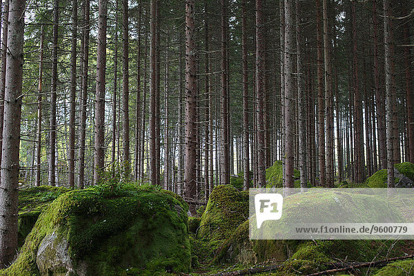 Felsbrocken Baum Wald Steinschlag Moos