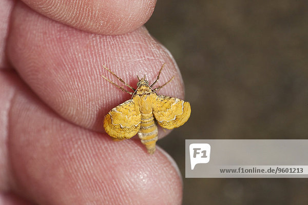 Yellow moth on finger