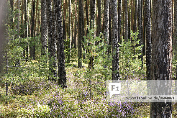 Sommer spät Wald Kiefer Pinus sylvestris Kiefern Föhren Pinie Heidekraut Erica herbacea Erica carnea Calluna vulgaris Bayern Deutschland Oberpfalz