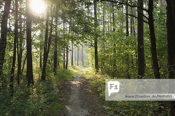 Landscape of a little trail going through the forest in late summer  Upper Palatinate  Bavaria  Germany