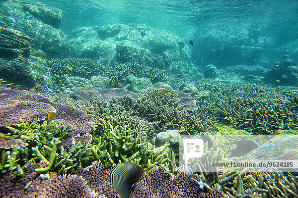 Malaysia  Südchinesisches Meer  Insel Tioman  Korallenriff