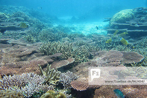 Malaysia  Südchinesisches Meer  Insel Tioman  Korallenriff