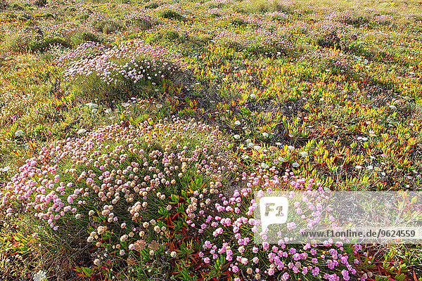 Portugal  Bordeira Strand  Armeria Blumen