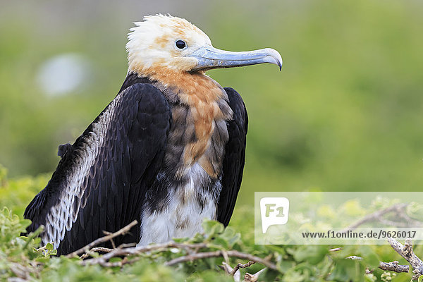 Ecuador  Galapagosinseln  Genovesa  junger Großer Fregattvogel im Nest