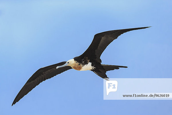 Ecuador  Galapagos Inseln  Genovesa  fliegender großer Fregattvogel