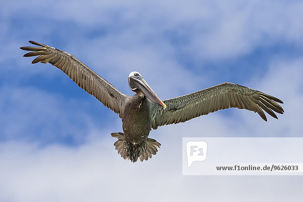 Ecuador,  Galapagos Inseln,  Santa Cruz,  Playa Las Bachas,  fliegender brauner Pelikan