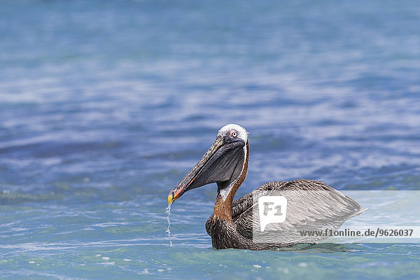 Ecuador  Galapagos Inseln  Santa Cruz  Playa Las Bachas  schwimmender brauner Pelikan