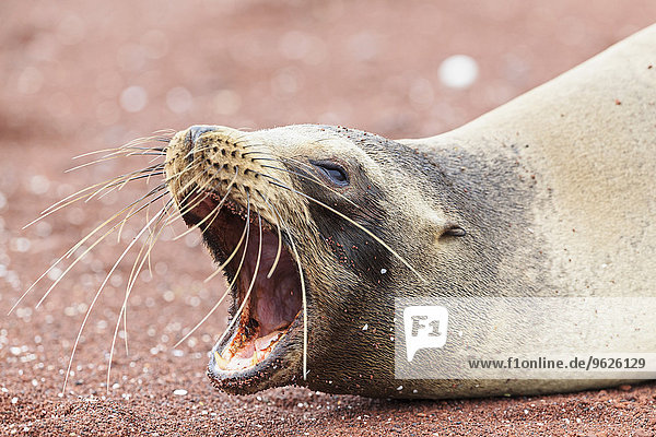 Ecuador  Galapagosinseln  Rabida  Portrait des gähnenden Seelöwen
