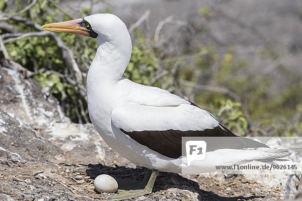 Ecuador  Galapagos Inseln  Espanola  Punta Suarez  Nazca Tölpel mit Ei