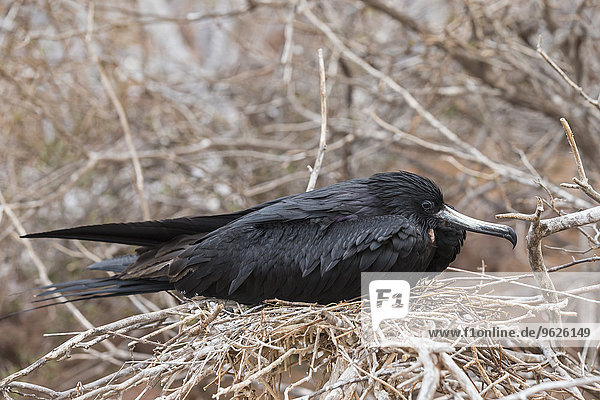 Ecuador  Galapagos Inseln  Seymour Norte  herrlicher Fregattvogel im Nest