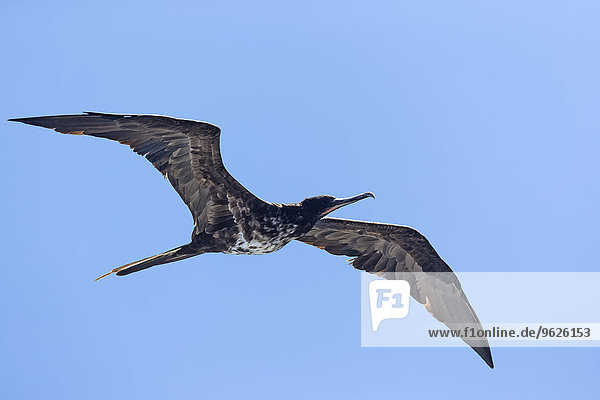 Ecuador  Galapagos Inseln  Isabela  fliegender weiblicher Fregattvogel