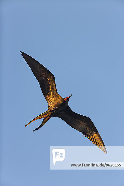 Ecuador  Galapagosinseln  Floreana  fliegender prächtiger Fregattvogel