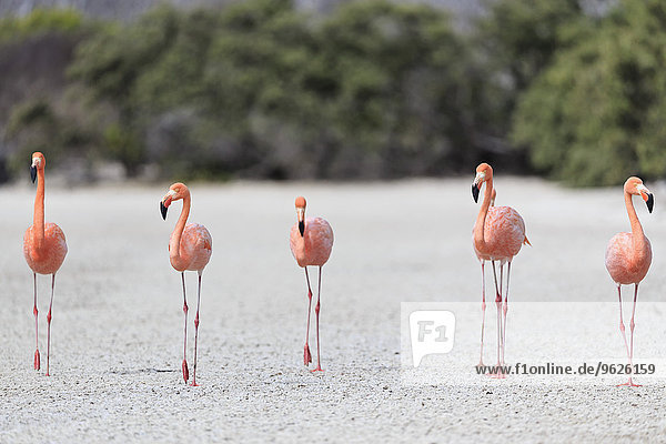 Ecuador  Galapagosinseln  Floreana  Punta Cormorant  sechs rosa Flamingos  die in einer Lagune wandern
