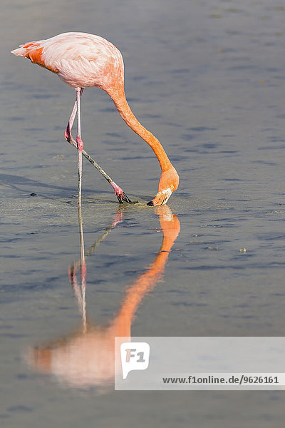 Ecuador  Galapagos-Inseln  Santa Cruz  rosa Flamingo auf Wassersuche