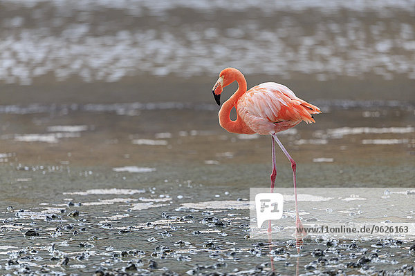 Ecuador  Galapagosinseln  Floreana  Punta Cormorant  rosa Flamingo in einer Lagune wandern
