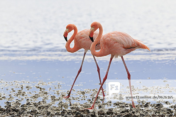 Ecuador  Galapagosinseln  Floreana  Punta Cormorant  zwei rosa Flamingos  die nebeneinander in einer Lagune laufen.