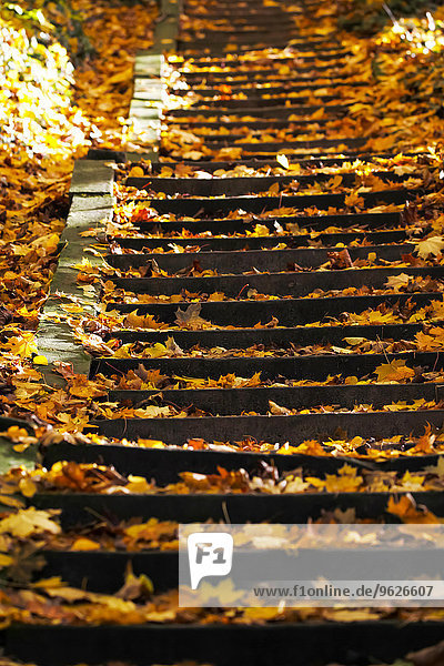 Deutschland  Treppe mit Herbstlaub