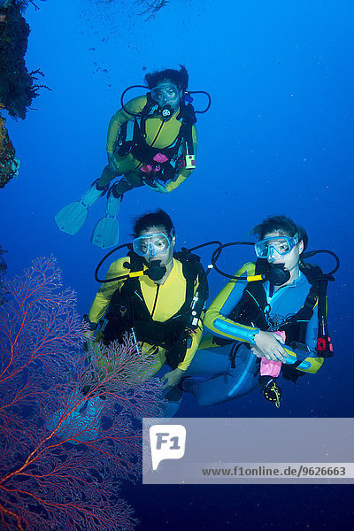 Pacific Ocean  Palau  scuba divers at steep face
