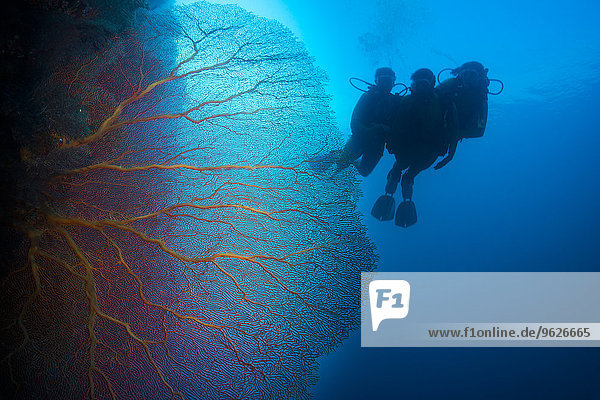 Pacific Ocean  Palau  scuba divers in coral reef with Giant Fan Coral