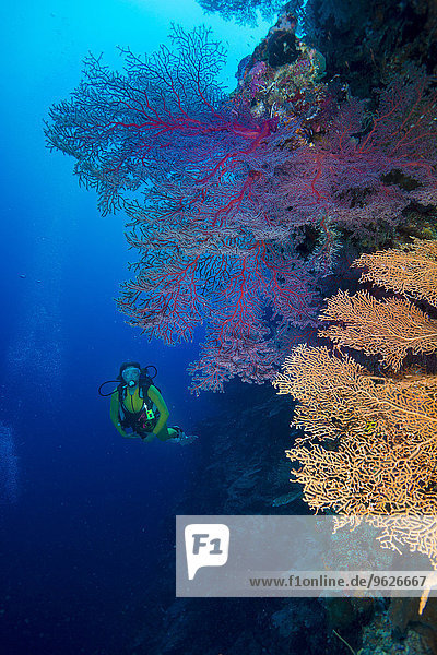 Pazifik  Palau  Taucher im Korallenriff mit Giant Fan Coral
