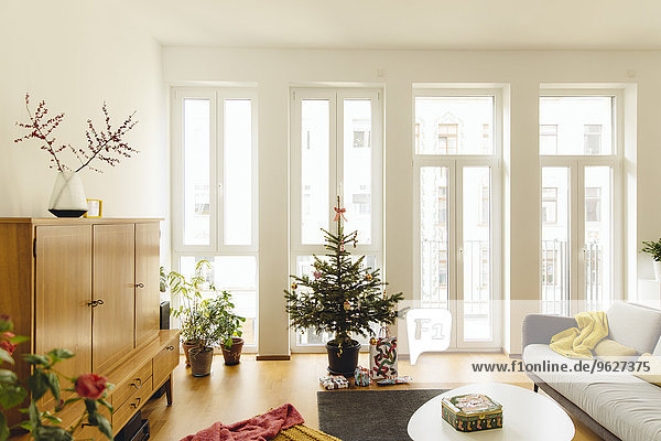 Modernes Loft-Wohnzimmer mit eingetopftem Blaufichten-Weihnachtsbaum