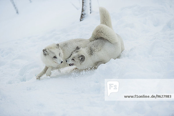 Norwegen  Bardu  zwei spielende Polarfüchse im Winter