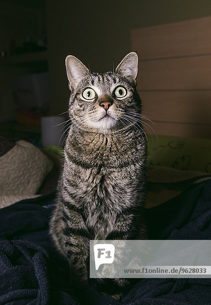 Portrait der Katze mit weit geöffneten Augen