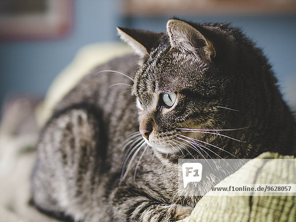 Tabby Hauskatze auf der Couch liegend