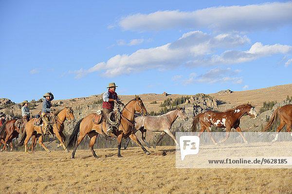 USA  Wyoming  Cowboy und Cowgirls hüten Pferde in der Wildnis