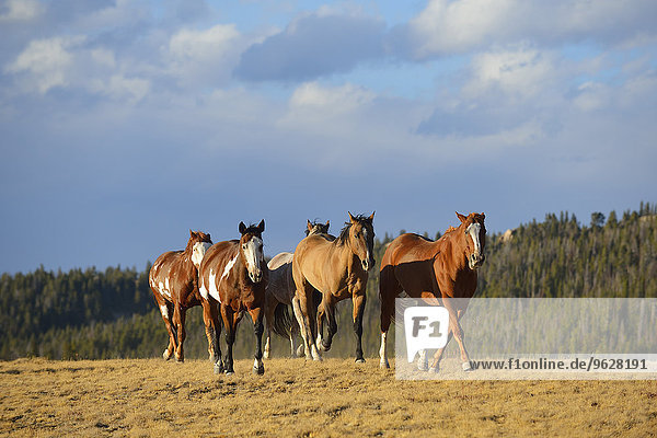 USA  Wyoming  laufende wilde Pferde
