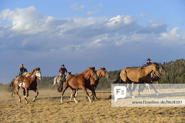 USA  Wyoming  Cowboys und Cowgirl hüten Pferde in der Wildnis