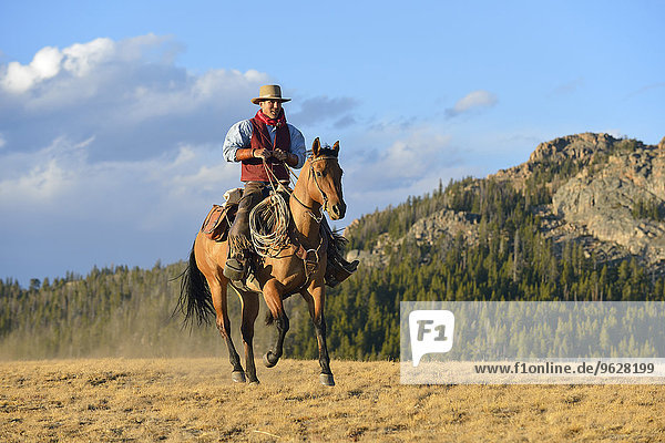 USA  Wyoming  riding cowboy