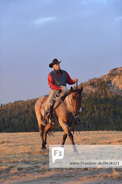 USA  Wyoming  Cowboyreiten im Abendlicht